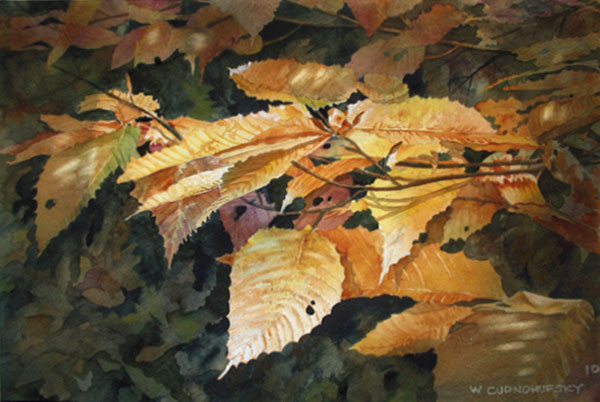 Beech Leaves